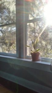 clean air plant