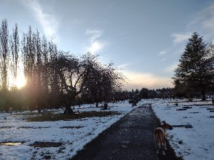 a walk in the quiet snow